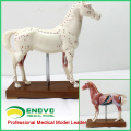 A03 (12003) Modelos anatómicos de la acupuntura del caballo del veterinario educativo 12003